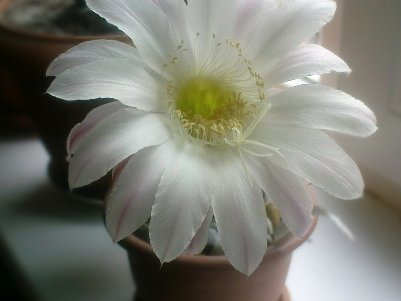 Echinopsis  hybr  Solovieva