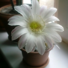 Echinopsis  hybr  Solovieva