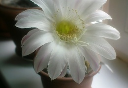 Echinopsis  hybr  Solovieva