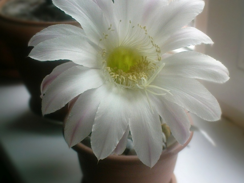 Echinopsis  hybr  Solovieva