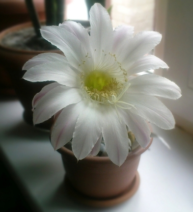 Echinopsis  hybr  Solovieva