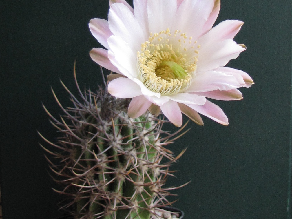 Echinopsis  leucantha VG 064