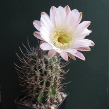 Echinopsis  leucantha VG 064