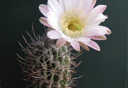 Echinopsis  leucantha VG 064