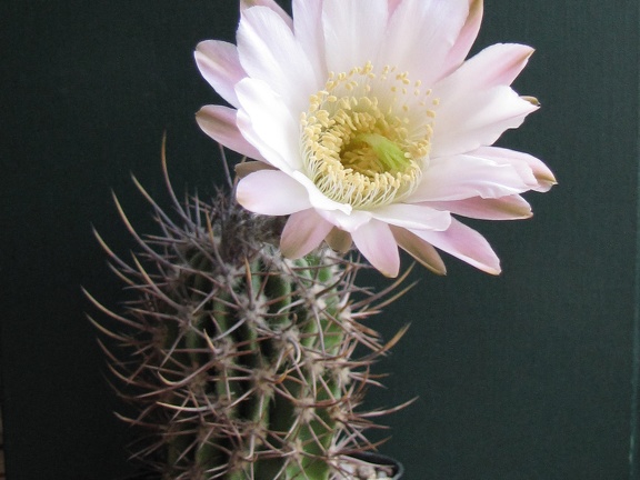 Echinopsis  leucantha VG 064