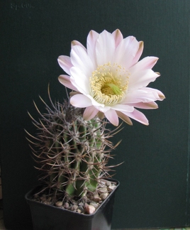 Echinopsis  leucantha VG 064