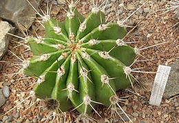 Echinopsis chacoana