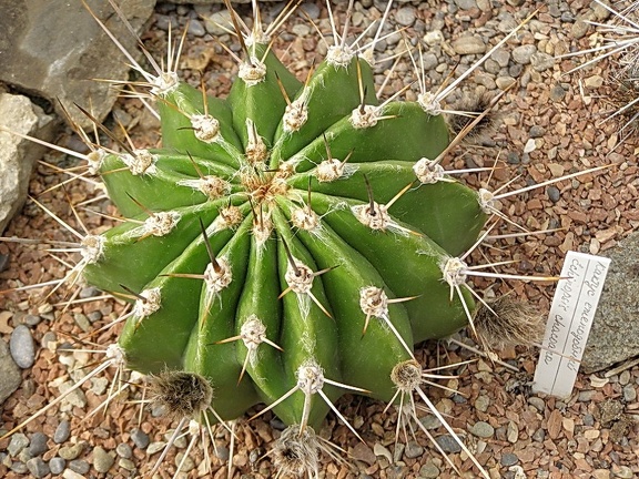 Echinopsis chacoana