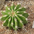 Echinopsis_chacoana.jpg