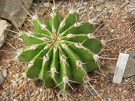 Echinopsis chacoana