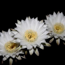Echinopsis chacoana 001