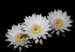 Echinopsis chacoana 001