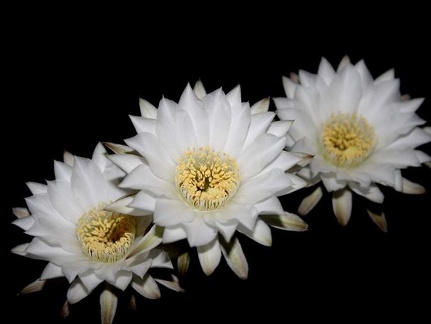 Echinopsis chacoana 001