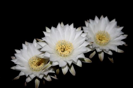Echinopsis chacoana 001