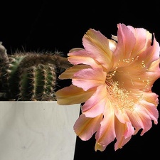 Echinopsis cv Afterglow
