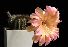 Echinopsis cv Afterglow