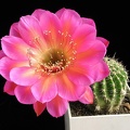 Echinopsis cv Icon