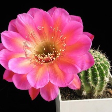Echinopsis cv Icon