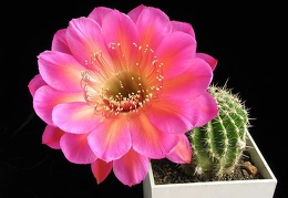 Echinopsis cv Icon