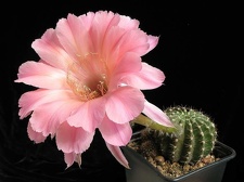 Echinopsis cv Sierra Skyline