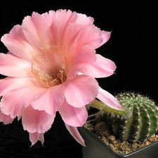 Echinopsis cv Sierra Skyline