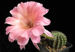 Echinopsis cv Sierra Skyline