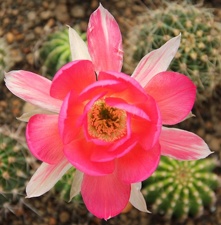 Echinopsis hybr