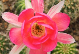 Echinopsis