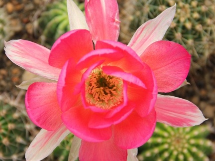 Echinopsis hybr
