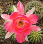 Echinopsis hybr