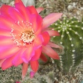 Echinopsis hybr Cassandra  