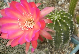 Echinopsis hybr Cassandra  