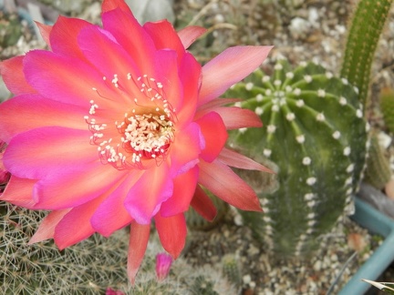 Echinopsis hybr Cassandra  