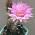 Echinopsis hybr Lira FG