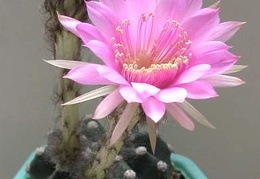 Echinopsis hybr Lira FG