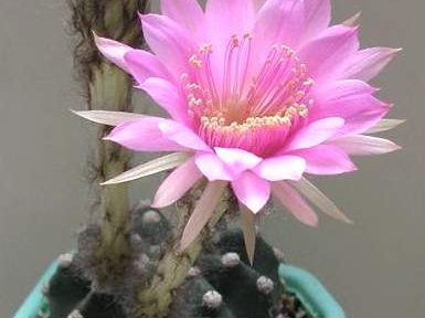 Echinopsis hybr Lira FG