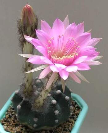 Echinopsis hybr Lira FG