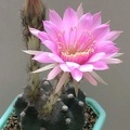 Echinopsis hybr Lira FG