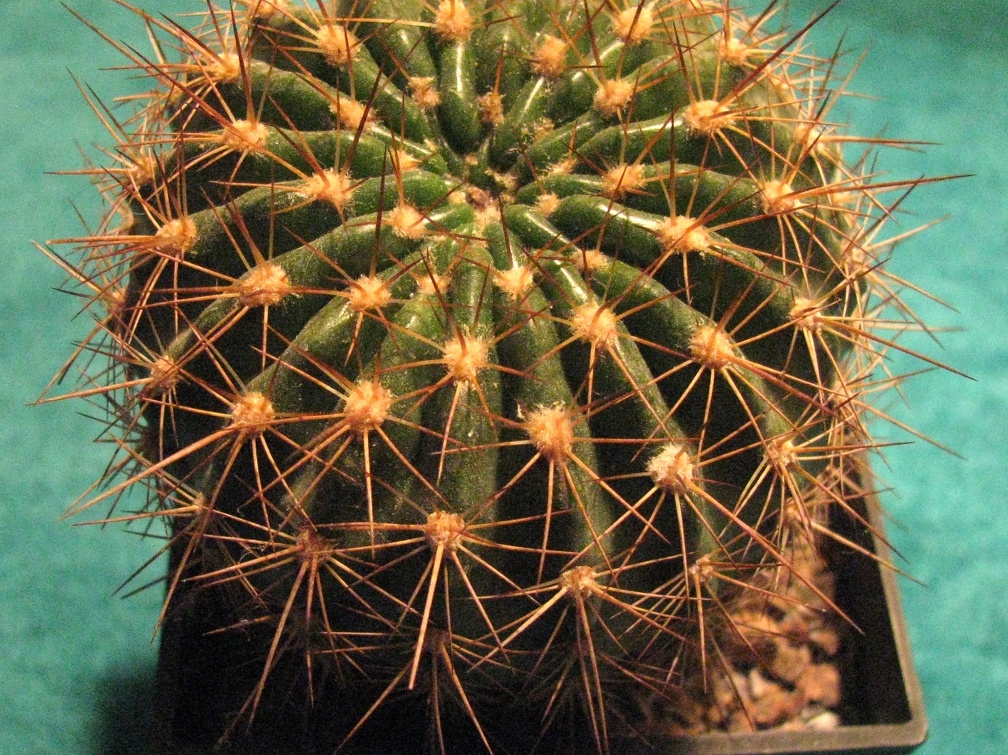 Echinopsis mamillosa v  kermesina