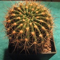 Echinopsis mamillosa v  kermesina