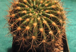 Echinopsis mamillosa v  kermesina