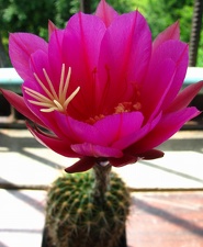 Echinopsis mamillosa var  kermesina
