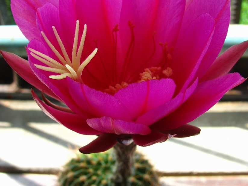 Echinopsis mamillosa var  kermesina