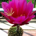 Echinopsis mamillosa var  kermesina