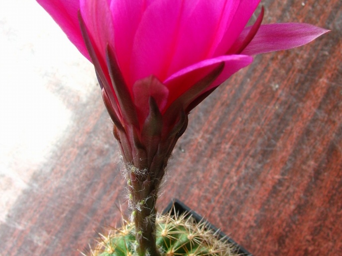 Echinopsis mamillosa var kermesina1