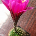 Echinopsis mamillosa var kermesina1