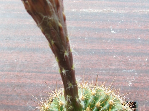 Echinopsis mamillosa var kermesina2