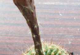 Echinopsis mamillosa var kermesina2