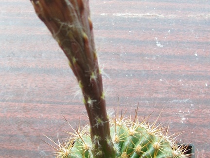 Echinopsis mamillosa var kermesina2