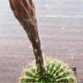 Echinopsis mamillosa var kermesina2